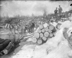 Logging scene in Point Lookout area