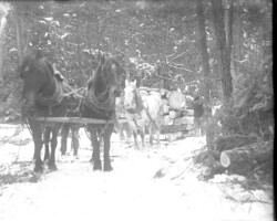Logging scene in Point Lookout area