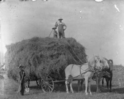 Haying in Point Lookout Area