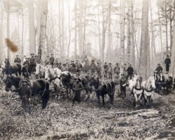 James Grimore Lumber Camp (Date unknown)