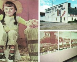 Circa 1960s Sterling Poultry Farm Chick Museum Circa 1960s Sterling Poultry Farm Chick Museum