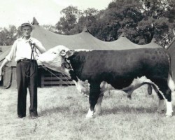 Percy Crawford's Prize Bull (Date unknown) Percy Crawford's Prize Bull (Date unknown)